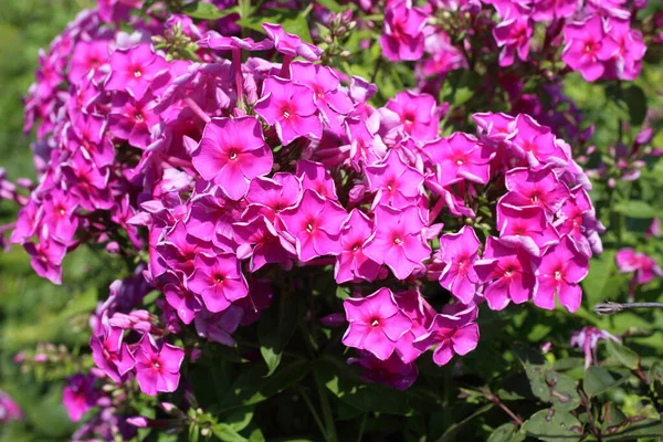 Roze Phlox Groeit Tuin — Stockfoto