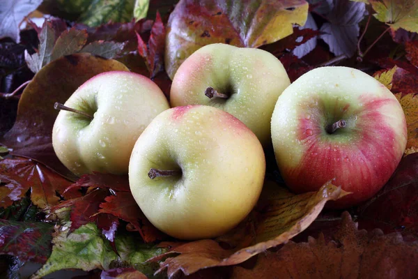 Primer Plano Manzanas Frescas Maduras — Foto de Stock