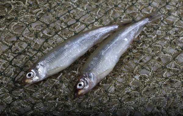 Poissons Éperlés Filet Petit Éperlan Pacifique — Photo