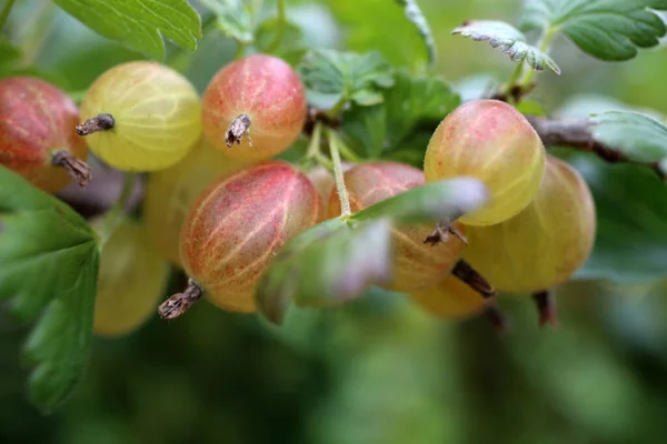 Kruisbessen Kweken Struik Landbouwachtergrond — Stockfoto