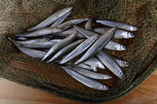 Poissons Parfumés Sur Filet Variété Poisson Pacific Smelt — Photo