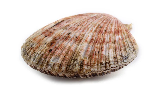 Scallop Izolowany Białym — Zdjęcie stockowe