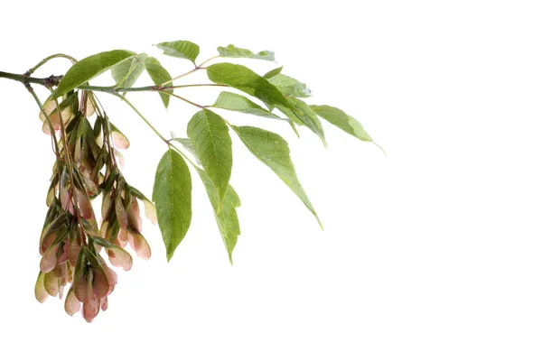 Пепельнолистная Кленовая Ветвь Acer Negundo — стоковое фото