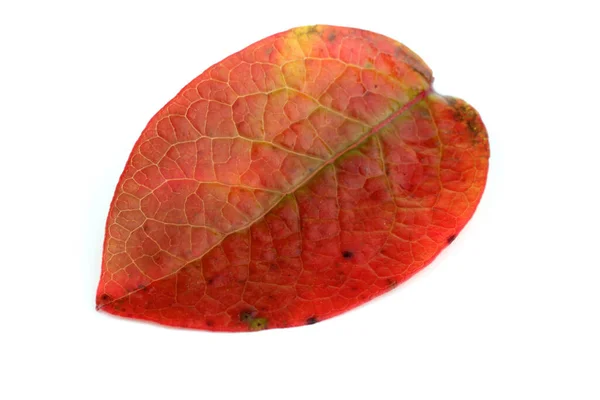 Hoja Arándano Otoño Aislada Blanco — Foto de Stock