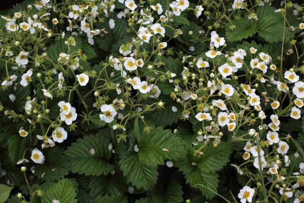 素晴らしい開花の花の終わり — ストック写真