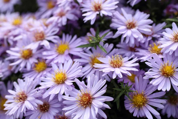 Zbliżenie Niesamowite Kwitnące Kwiaty — Zdjęcie stockowe