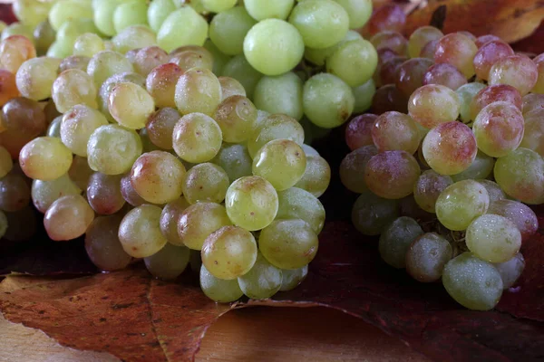 Cachos Uvas Frescas Folhas Outono Isoladas Branco — Fotografia de Stock