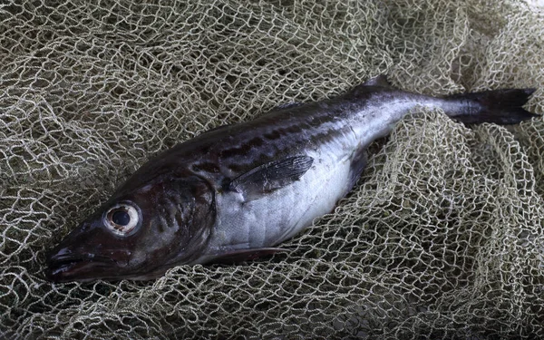 Pollock internette. Yakalayın