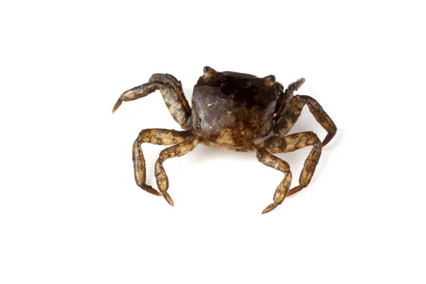 Petit Crabe Isolé Sur Blanc — Photo