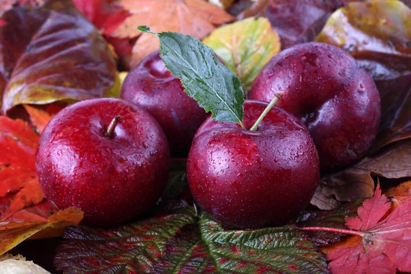 Zbliżenie Świeżych Dojrzałych Zbiorów Jabłek — Zdjęcie stockowe