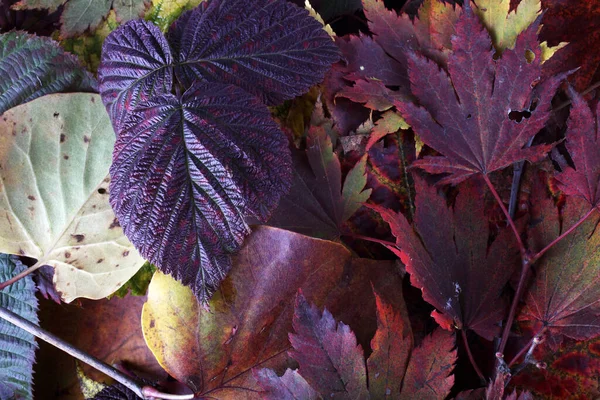 Gros Plan Des Feuilles Automne Tombées — Photo