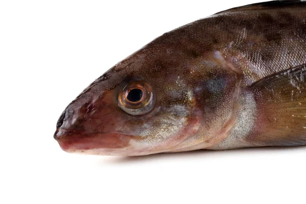 Branzino Isolato Bianco — Foto Stock