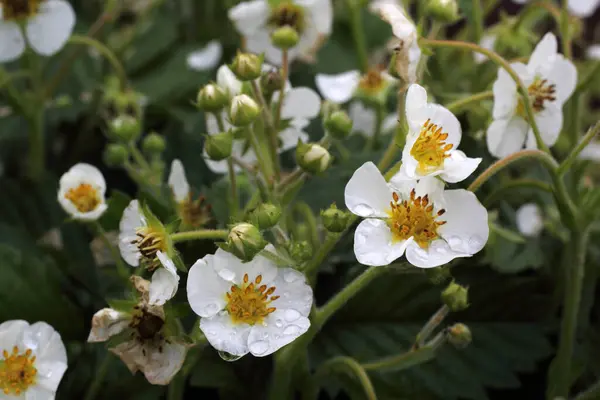 Close Amazing Blooming Flowers — Stock Photo, Image