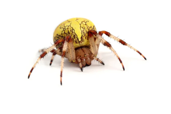 Mermer örümceği (Araneus marmoreus, balkabağı örümceği))