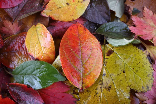Zbliżenie Opadłych Jesiennych Liści — Zdjęcie stockowe
