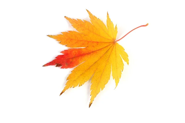 Autumn Maple Leaves Isolated White Background — Stock Photo, Image