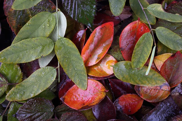 Zblízka Podzimních Listů — Stock fotografie
