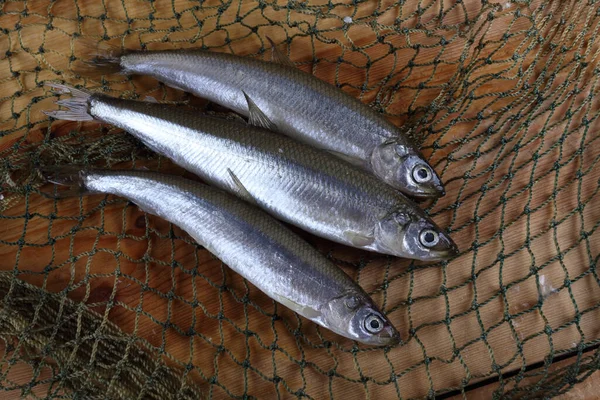 Smelt Fishes Net Pacific Smelt Fish Variety — Stock Photo, Image