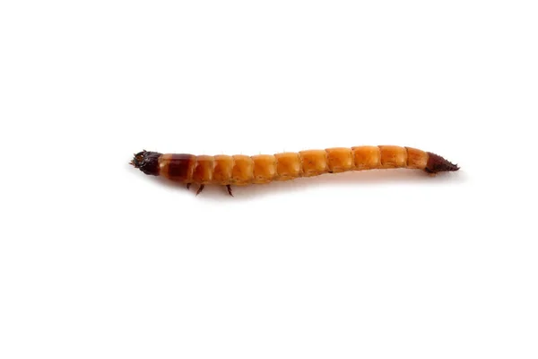 Wireworm Aislado Blanco — Foto de Stock