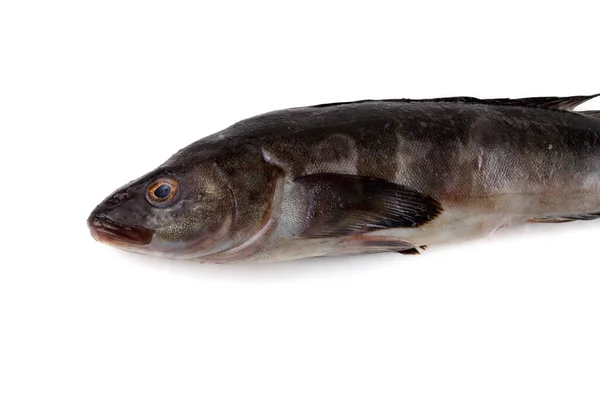 Branzino Isolato Bianco — Foto Stock