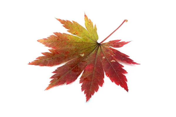 Podzimní Javorové Listy Izolované Bílém Pozadí — Stock fotografie