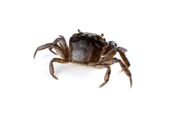 Kleine Krab Met Grote Klauwen — Stockfoto