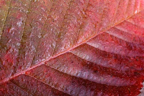 Макро Снимок Осеннего Листа Текстурированный Фон — стоковое фото