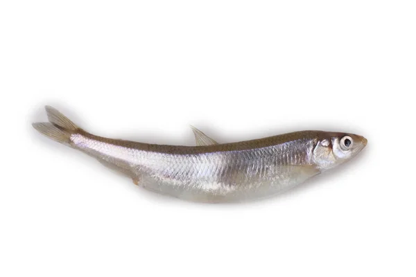 Asian Smelt Fish Isolated White — Stock Photo, Image