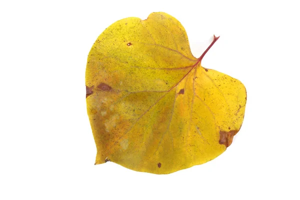 Закрыть Яркие Осенние Листья — стоковое фото