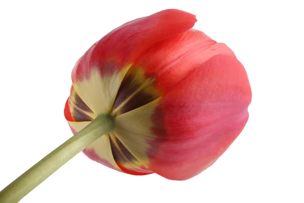 Merah Tumbuh Tulip Terisolasi Pada Putih — Stok Foto