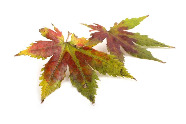 明るい秋の葉の終わり — ストック写真