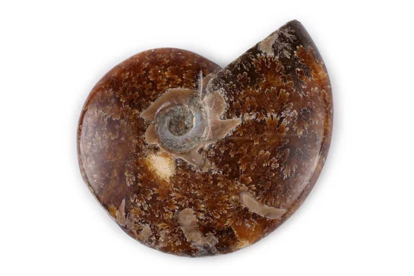 Beyaz Üzerine Izole Edilmiş Ammonit — Stok fotoğraf