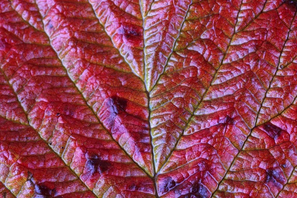 Macro Disparo Hojas Otoño — Foto de Stock