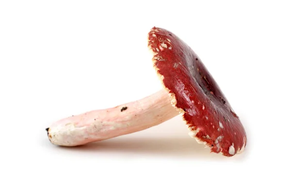 Fungo Rosso Russula Isolato Bianco — Foto Stock