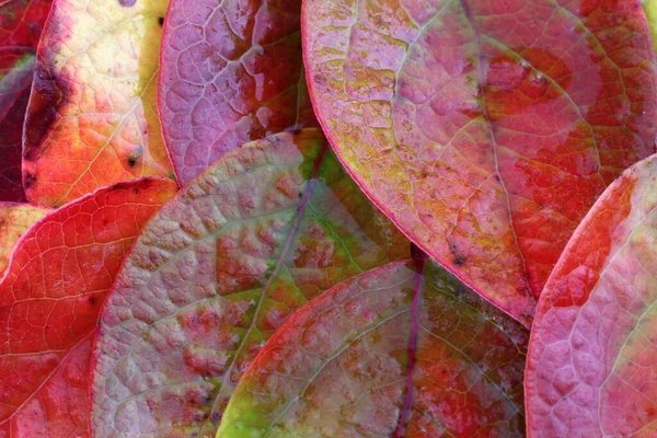 Close Fallen Autumn Leaves — Stock Photo, Image