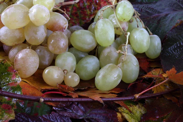 Cachos Uvas Frescas Folhas Outono Isoladas Branco — Fotografia de Stock