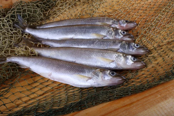 Grote Pacifische Vis Osmerus Mordax — Stockfoto