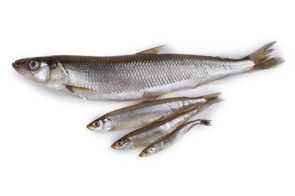 Derrite Los Peces Grandes Medianas Pequeñas Variedades Olfato Del Pacífico —  Fotos de Stock