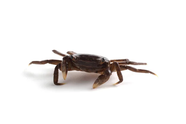 Pequeño Cangrejo Aislado Sobre Fondo Blanco — Foto de Stock