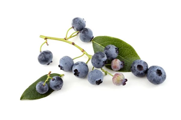 Close Fresh Blueberry Harvest Isolated White — Stock Photo, Image