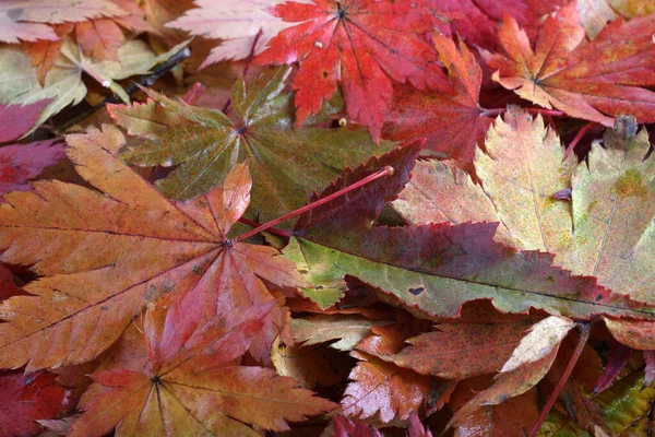 Nahaufnahme Von Abgefallenen Herbstblättern — Stockfoto