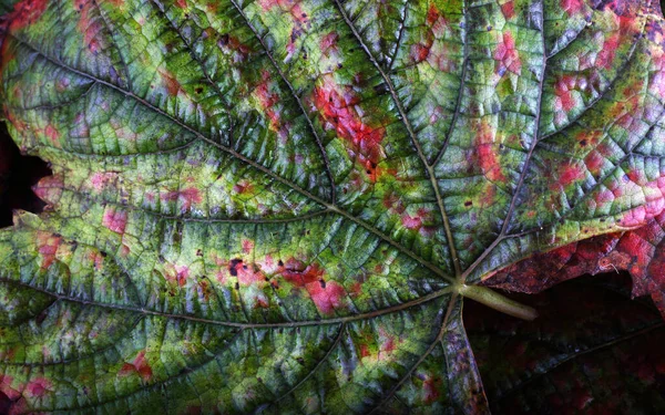 Primer Plano Las Hojas Brillantes Otoño — Foto de Stock