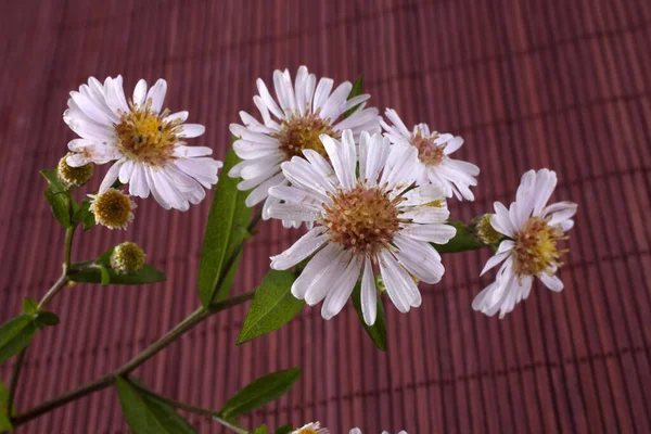 Närbild Fantastiska Blommande Blommor — Stockfoto