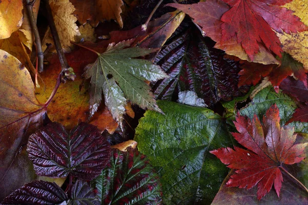 Düşen Sonbahar Yapraklarını Kapatın — Stok fotoğraf