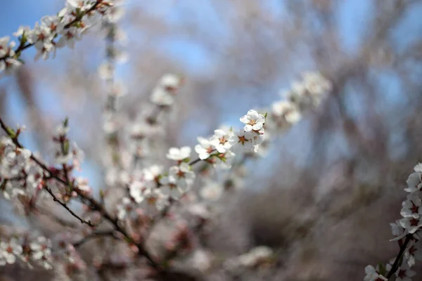 Nanking Cherry Blossom Sakura — Stock Photo, Image