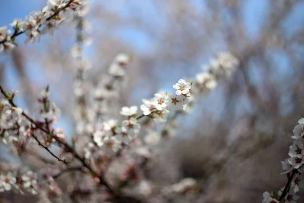 Nanking Cherry Blossom Sakura — Stock fotografie