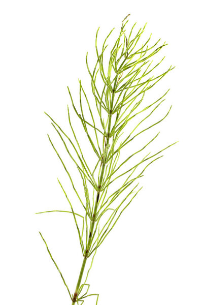 Horsetail isolated on white background