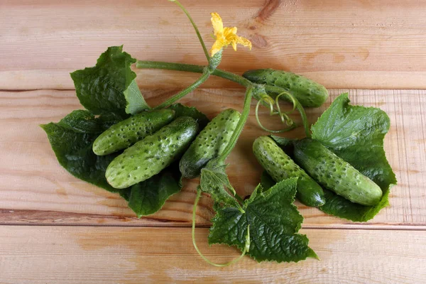 Salatalıklar Masaya Ülke Biçimi — Stok fotoğraf