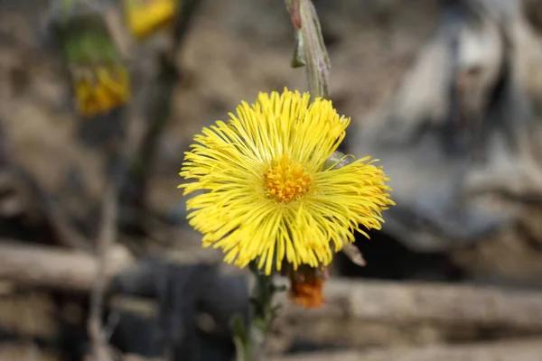 Büyüyen Coltsfoot Tussilago Farfara — Stok fotoğraf