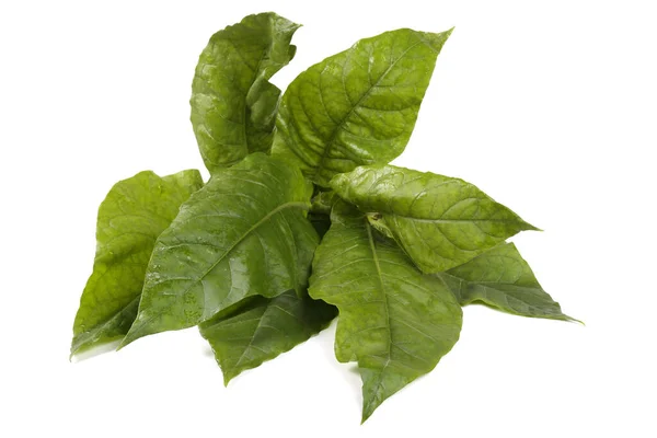 Zielona Roślina Tytoniowa Izolowana Białym — Zdjęcie stockowe